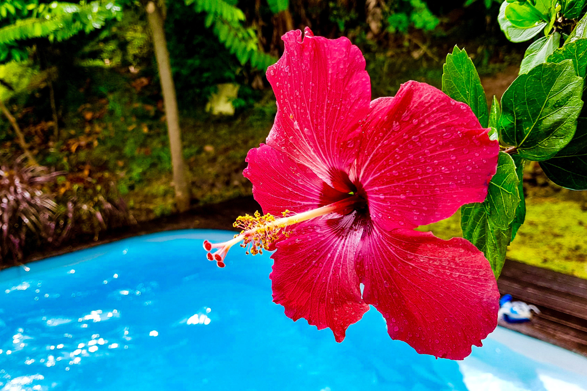 Location Bungalow Martinique